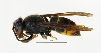 Asian hornet found in Devon