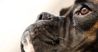 Study reveals new insights on pedigree dog health