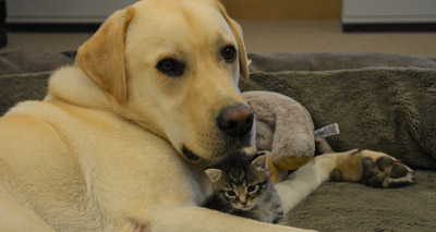 Labrador and kitten strike up unlikely friendship