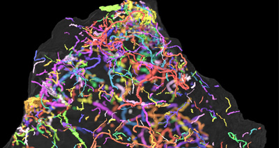 Complex animals ‘lived half a billion years ago’