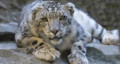 Snow leopard removed from endangered list