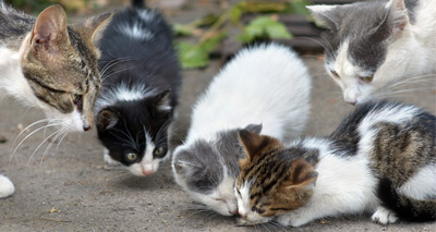 Feline charity launches cat census