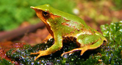 Deadly fungus threatens Darwin’s frog