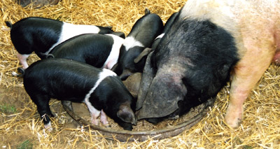 Pig sector to explore zinc oxide options post-Brexit