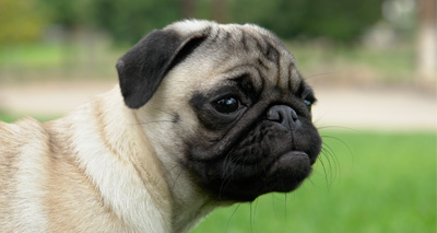 ‘Dare to speak out’ on brachycephalic dogs