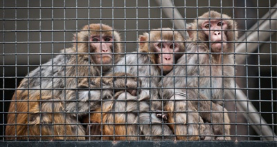 Petition calling for pet primate ban handed to Defra