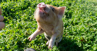 Kune Kune piglets learn from each other, study suggests