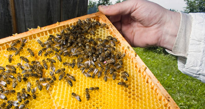 Rising concern over honey bee future