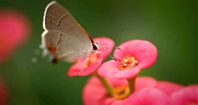 Study reveals huge fall in flying insect population