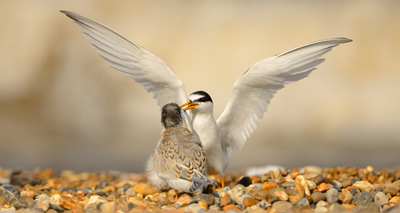 Rare seabird has ‘remarkable’ breeding season