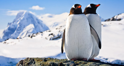 Video footage captures penguins eating jellyfish