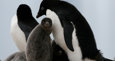 ‘Catastrophic’ breeding failure for Adélie penguins