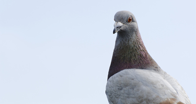 Pigeons ‘better at multi-tasking than humans’