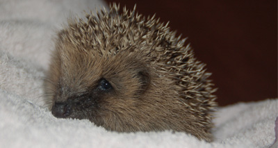 Remember hedgehogs this autumn, charities say