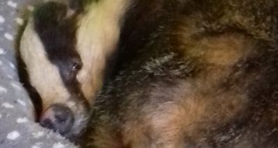 Badger caught catnapping in Linlithgow