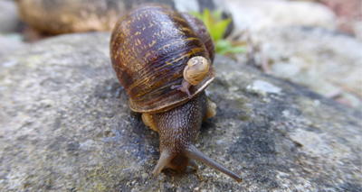 Jeremy the ‘lefty’ snail dies