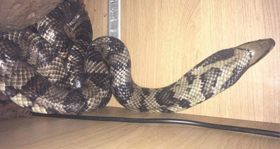 Snake owners urged to keep enclosures secure