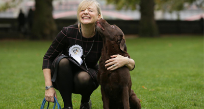 Labrador named Westminster Dog of the Year