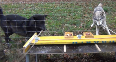 Wolves more cooperative than dogs, study suggests