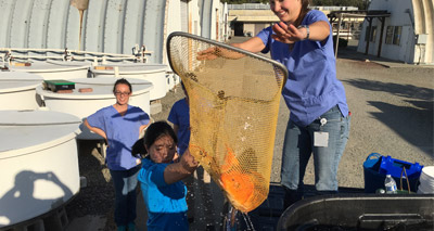 US vets save Koi from California wildfires