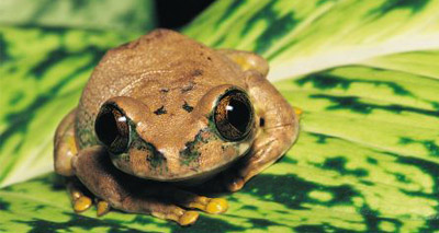 Turkish police free thousands of trafficked frogs