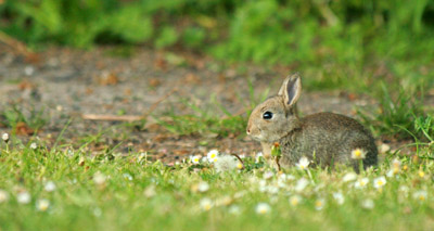 Wildlife vets report unusual presentation of myxomatosis