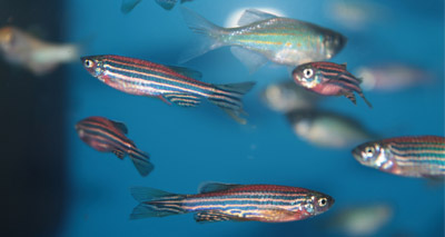 Housing zebrafish in groups reduces anxiety, study finds