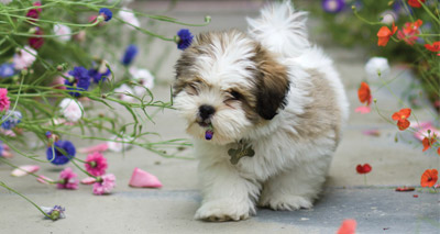 New DNA testing scheme for Lhasa Apsos