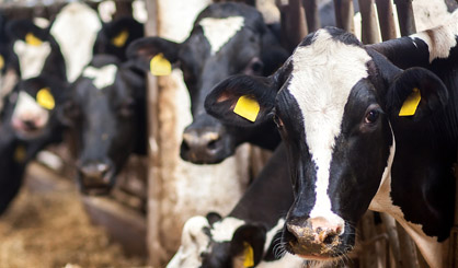 Antimicrobial use ‘to rise by 52 per cent’