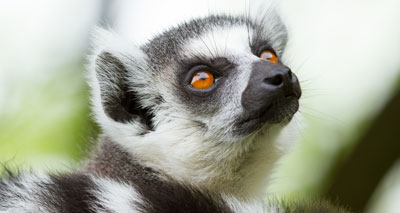 Inspectors visit South Lakes Safari Zoo