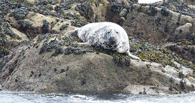 Skomer Island’s seals killed in recent storms