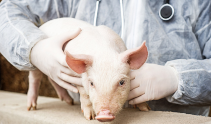 Antibiotic sales for animals fall to lowest level