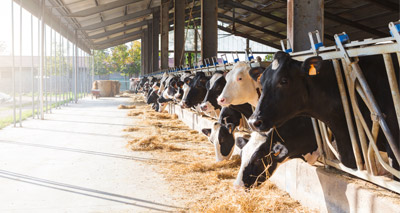 Plan to protect animal welfare, farmers urged
