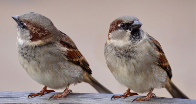 Songbird migration impacted by pesticides, study finds