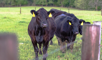 Warning over rise in blackleg cases