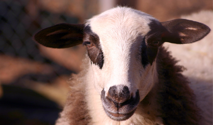 Sheep ‘can be trained to recognise faces’
