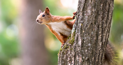 Squirrel pox confirmed in Welsh red squirrels