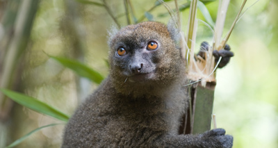 Climate change ‘pushing rare lemur to extinction’