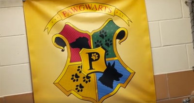 Rescue centre ‘sorts’ dogs into Hogwarts houses