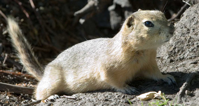 Ground squirrels shed light on new stroke treatments