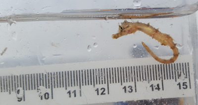 Surge in seahorse sightings in the Thames