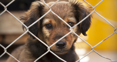 Record number of puppies seized