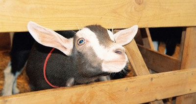 Pirbright backs eradication of livestock disease