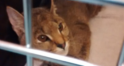 Jungle cat handed in to RSPCA hospital