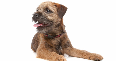 New testing scheme for ‘shaking puppy’ syndrome’