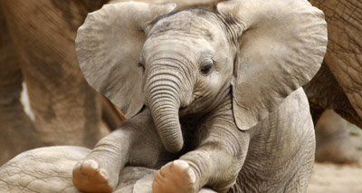 Orphaned elephants have less access to mature adults