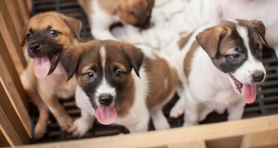 Charity welcomes new puppy trade recommendations