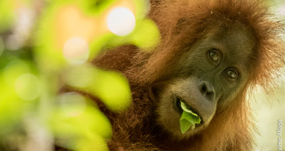 Researchers discover third species of orangutan