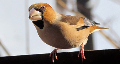 Storm Ophelia brings influx of hawfinches