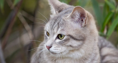 Understanding the adult cat’s priorities